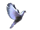 ani_merpati.gif (35852 bytes)